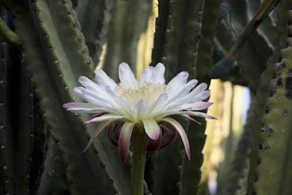 Este cactus originario de América Central y América del Sur destaca por sus grandes y fragantes flores blancas que se abren durante la noche. 