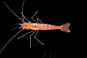 El tiburón fantasma, la esponja carnívora y otras 1100 especies marinas descubiertas