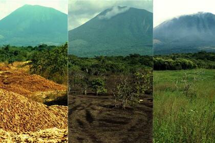 Este collage hecho por Janzen y Hallwachs muestra el rejuvenecimiento del área gracias a los desperdicios de naranjas