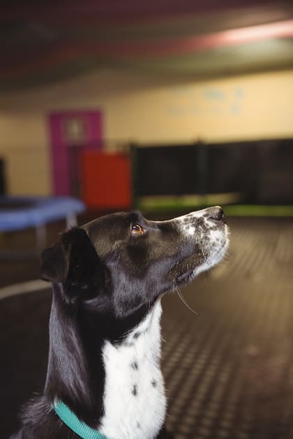 Este comportamiento forma parte de la manera en que los perros analizan y entienden su entorno