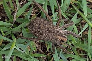 Este comportamiento puede verse sólo en las arañas lobo