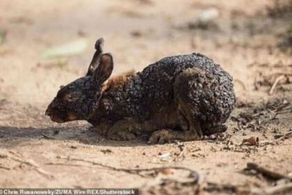 Este conejo sufrió las consecuencias de un incendio, pero en California