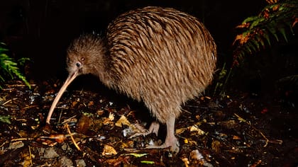 Este curioso pajarito que no vuela es el emblema de Nueva Zelanda