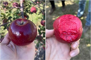 Una supermanzana que se produce en la Argentina conquista el mundo