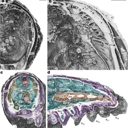 Este descubrimiento sorprendió a los científicos por su rareza y también por las implicaciones que tiene en la comprensión de la evolución de los artrópodos (Imagen de la investigación Organ systems of a Cambrian euarthropod larva)