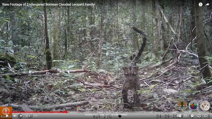 Este descubrimiento también pone de manifiesto la necesidad urgente de proteger los hábitats naturales de estas especies