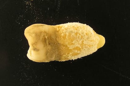 Este diente perteneció a un joven que vivió en el Altiplano boliviano hace unos 700 años