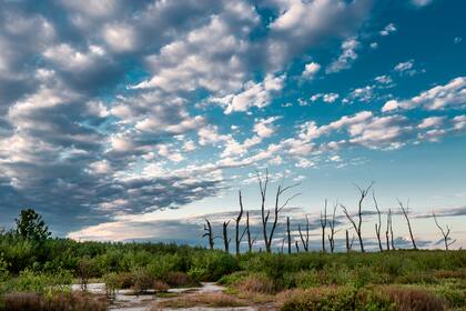 Este ecosistema comprende una gran diversidad de ambientes que incluyen al espejo de agua salina, los cauces de los ríos y amplios pastizales y sabanas inundables, entre otros.