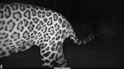 Este ejemplar confirma que la especie aún habita el Chaco argentino