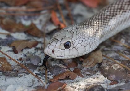 Este ejemplar de la serpiente de pino se fue después de tragar a su presa, pero volvió atraído por la cámara de los biólogos