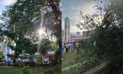 Este es el árbol antiguo que se precipitó sobre un grupo de personas en Restrepo, Meta (Foto: Periódico del Meta)