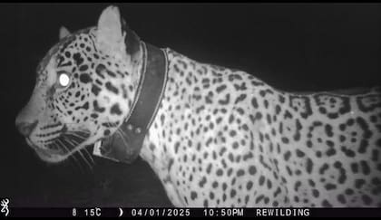 Este es el collar que se encuentra sumergido en el río Bermejo