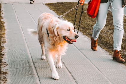 Este es el momento indicado para pasear a tu perro
