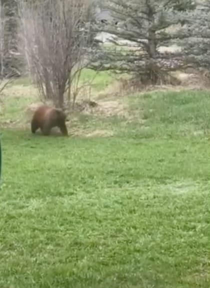 Este es el oso grande que merodeaba junto a los dos pequeños