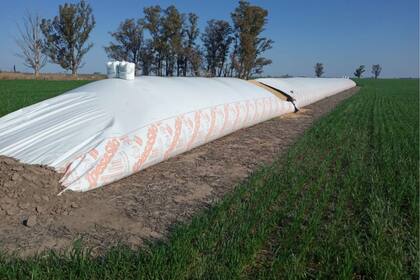 Este es el primer año que hacen acopio en ese campo