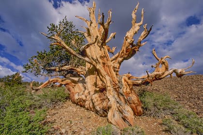 Este es un ejemplar de Pinus longaeva en las Montañas Blancas de California. El lugar donde se encuentra el más longevo es un secreto entre unos pocos