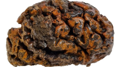 Este es uno de los cerebros que tiene más de 1000 años