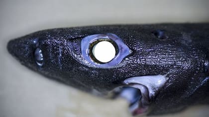 Este es uno de los especímenes descubiertos por Paul Clerkin en el Océano Índico. Pertenece a la familia del Demon Catshark y con sus ojos enormes y sus dientecitos en forma de aguja hace honor a su nombre demoníaco