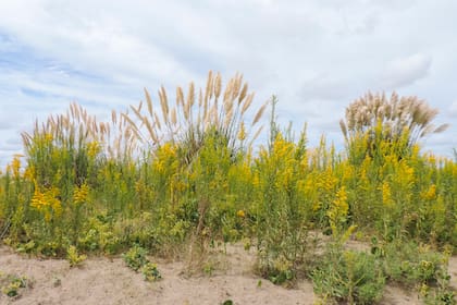Este estilo de jardinería no busca imponer un orden rígido, sino más bien permite que la naturaleza siga su curso de manera más libre y fluida