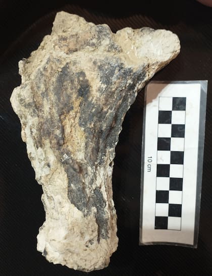 Este fósil perteneció a un animal que ocupó parte de la provincia de Buenos Aires y el centro de la Argentina