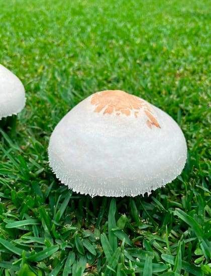 Este fue el hongo que comió Jonathan Herrman. Las consecuencias fueron graves pero pudo recuperarse satisfactoriamente