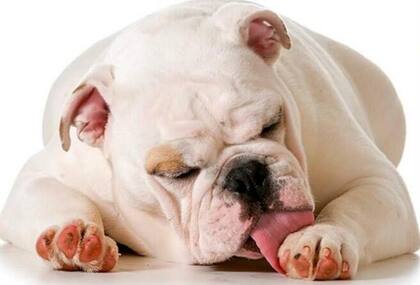 Este gesto que muchos interpretan como simple limpieza personal podría ser un silencioso grito de auxilio (Foto: Instagram @wuumacsotas)