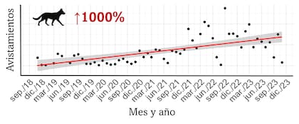 Este gráfico muestra el número de avistamientos de perros asilvestrados con cámaras trampa, desde 2018 hasta 2023. Se ve un aumento de once veces en los cinco años, lo que representa un aumento en el número de avistamientos del 1000%. Gráfico de la de tesis doctoral de Emiliano Arona
