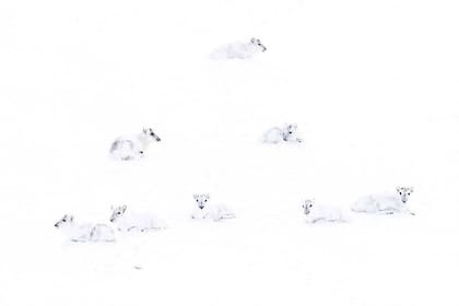 Este grupo de renos blancos del Ártico fue fotografiado por Francis De Andres