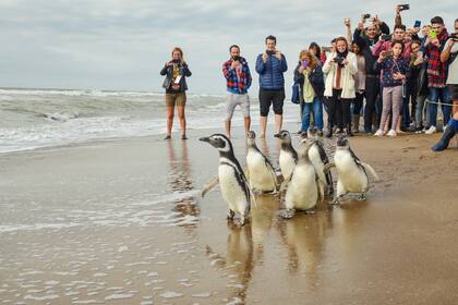 Este grupo, que se suma a los más de 2150 pingüinos rehabilitados por Mundo Marino