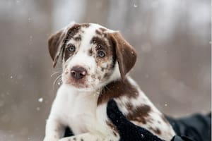 Este hábito en los cachorros está estrechamente ligado al proceso de dentición