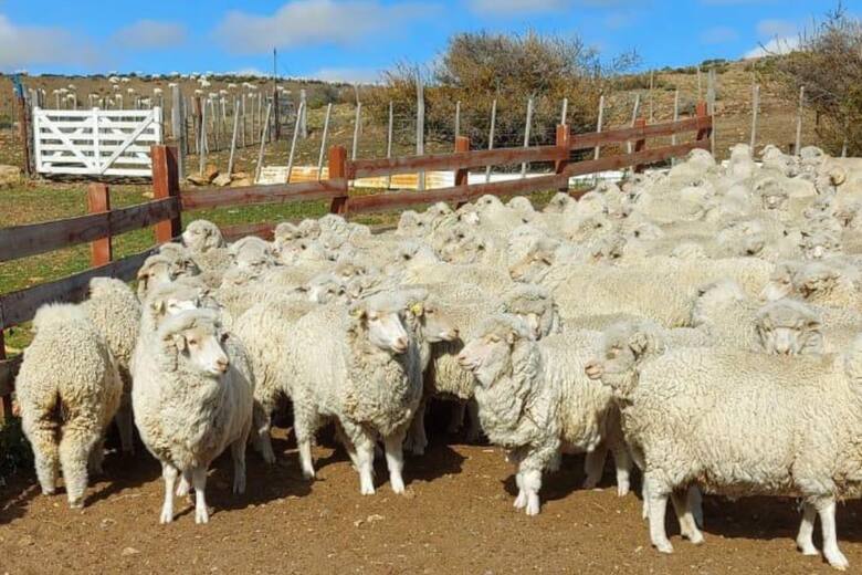 Controversia por el Fondo Ovino: productores y Gobierno en disputa