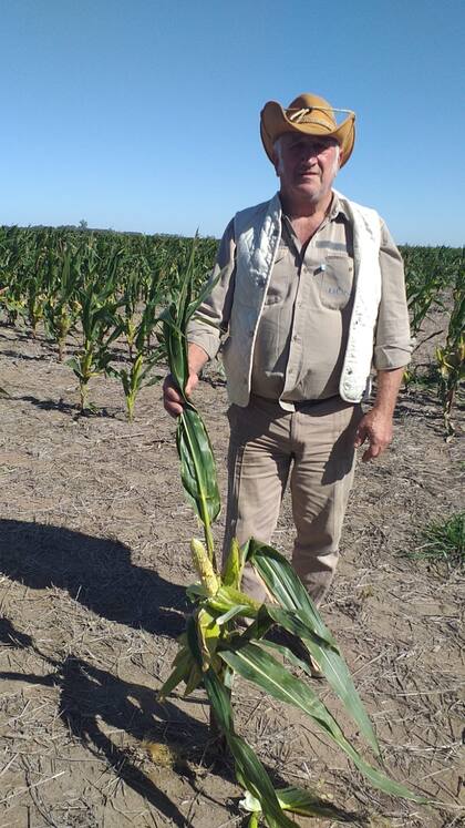 "Este maíz tendría que tener más de 2 metros de alto", comenta Hoffer