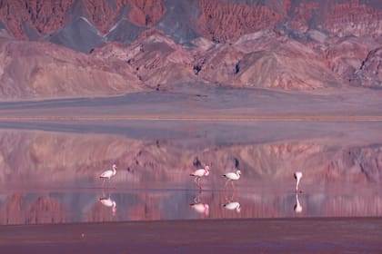 Este mar de piedra seduce y tranquiliza a corta distancia del volcán Carachi Pampa