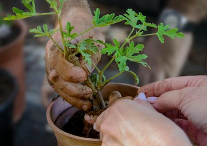 Este mes de mayo se recomienda realizar plantaciones nuevas en el jardín o balcón (imagen ilustrativa)