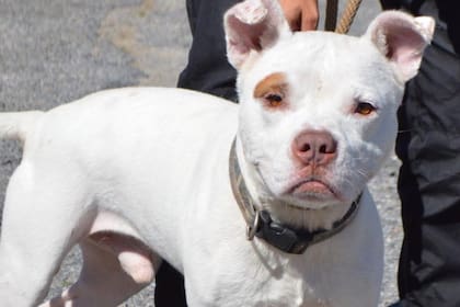 Este mes, la organización que rescató a Héroe subió una foto del animal donde se lo ve rozagante y feliz