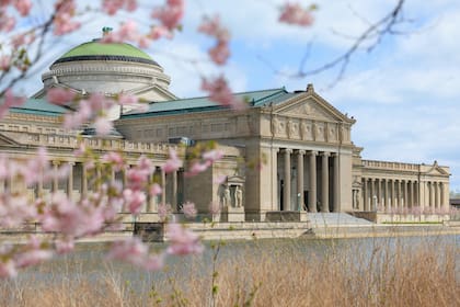 Este momento es considerado una antesala del pico máximo, que suele darse entre fines de abril y comienzos de mayo