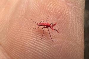 Este mosquito tiene una tonalidad característica roja.