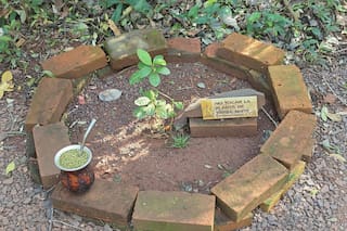 (Este no es) un té con bombilla