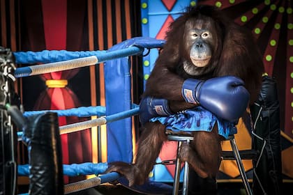 Este orangután estaba siendo explotado como espectáculo