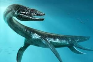 Este pequeño reptil marino fue bautizado como Eric.