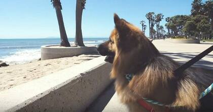 Este perrito, que enterneció a todos en YouTube, logró volver a tener una familia