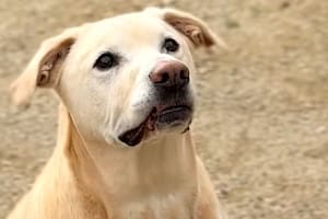 Este perro es capaz de detectar el cáncer de pulmón