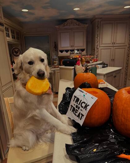 Este perro vive varias aventuras junto a su dueña