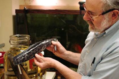 Este pez cabeza de serpiente del norte fue hallado en 2005 en Filadelfia; se cree que muchos peces fueron liberados intencionalmente por personas que los compraron en acuarios como mascotas