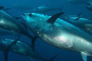 Los niveles de mercurio en el atún no paran de crecer y se está investigando a qué se debe