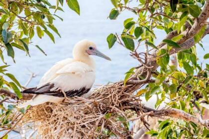 Este piquero patirrojo fue descubierto por el equipo que regresó la isla