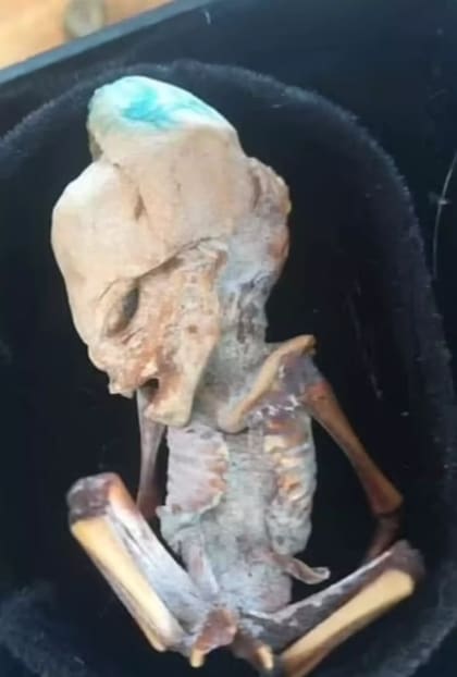 Este presunto “alienígena” fue encontrado en Colombia