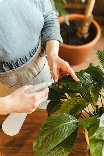 Este producto natural elimina la cochinilla al deshidratarla sin afectar la salud de la planta ni del medio ambiente