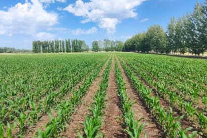 Este resultado se ubicaría por encima de la rotación trigo/soja, que generaría 224 dólares por hectárea y le sacaría varios cuerpos a la soja de primera, que ofrecería modestos 92 dólares por hectárea