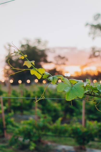 Este sábado 15 de febrero tendrán un Sunset para disfrutar del vino y la música en vivo (Gentileza: Viñedo Nueva Corínema)